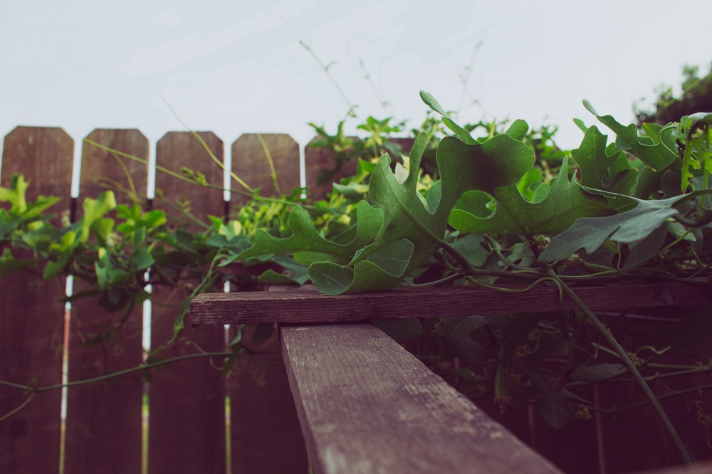 Ivy gourd climbing on a trellis