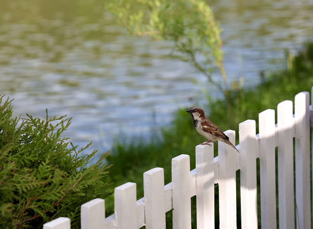 Wooden Fence